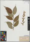 Foto von Salix lucida Muhl.